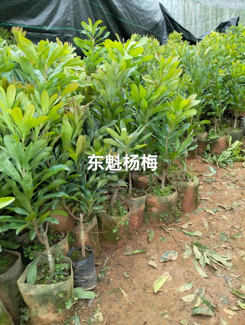 精巧庭院：一例景观施工案例解析