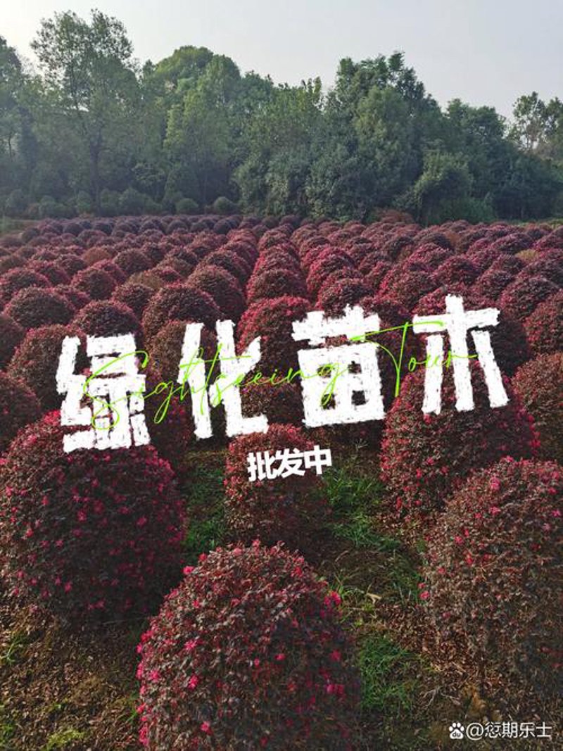 市政绿化养护：城市绿肺的呵护之道